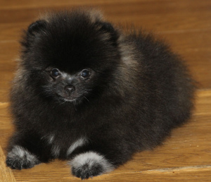 Photo №2 to announcement № 1395 for the sale of pomeranian - buy in Russian Federation from nursery, breeder