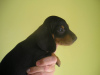 Photo №1. dachshund - for sale in the city of Odessa | negotiated | Announcement № 9801