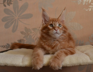 Photo №4. I will sell maine coon in the city of Magnitogorsk. from nursery, breeder - price - 392$