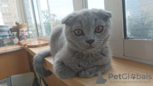 Photo №2 to announcement № 7346 for the sale of scottish fold - buy in Russian Federation private announcement