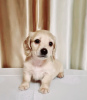 Photo №3. Offered for sale a puppy cream dachshund, Cream dachshund golden, Rare color.. Ukraine