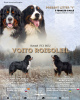 Photo №1. bernese mountain dog - for sale in the city of Bobruisk | 1057$ | Announcement № 87169