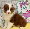 Photo №1. australian shepherd - for sale in the city of Differdange | Is free | Announcement № 120971