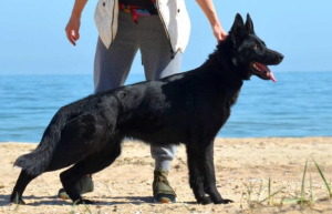 Additional photos: female, German shepherd from 11/19, black with FCI documents