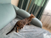 Photo №4. I will sell bengal cat in the city of Москва. private announcement - price - 493$