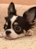 Photo №2 to announcement № 105031 for the sale of chihuahua - buy in Germany 