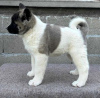 Photo №4. I will sell american akita in the city of Kraljevo.  - price - negotiated