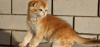 Photo №1. scottish fold - for sale in the city of Anapa | negotiated | Announcement № 104206