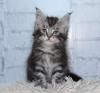 Photo №3. Maine Coon on silver. Russian Federation