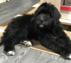 Additional photos: Bernedoodle f1