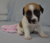 Additional photos: Jack Russell puppies