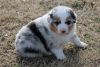 Photo №2 to announcement № 110084 for the sale of australian shepherd - buy in United States 