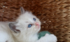 Photo №2 to announcement № 114992 for the sale of ragdoll - buy in United States 