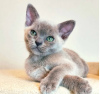 Photo №1. burmese cat - for sale in the city of Амстердам | 1057$ | Announcement № 38477