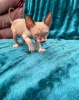 Photo №1. cornish rex - for sale in the city of Leipzig | 264$ | Announcement № 123378