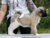 Photo №4. I will sell american akita in the city of Москва. from nursery, breeder - price - negotiated