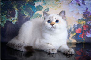 Photo №4. I will sell british shorthair in the city of Cherkessk. from nursery - price - 900$