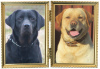 Additional photos: Gorgeous Labradors