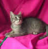 Photo №3. Baby Samson is looking for a home.. Russian Federation