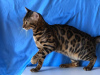 Photo №2 to announcement № 25659 for the sale of bengal cat - buy in United States private announcement, from nursery, breeder