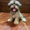 Photo №4. I will sell shih tzu in the city of Livingston. private announcement - price - 530$