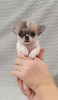 Photo №2 to announcement № 8252 for the sale of chihuahua - buy in Russian Federation private announcement