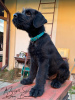 Additional photos: Giant Schnauzer puppies (3 months)