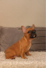 Photo №2 to announcement № 79569 for the sale of french bulldog - buy in Germany private announcement, from nursery