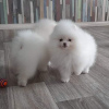 Photo №3. Wonderful Pomeranian puppies. Germany