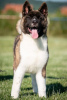 Additional photos: American Akita