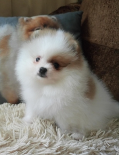 Photo №4. I will sell pomeranian in the city of Nizhny Novgorod. breeder - price - Negotiated