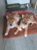Photo №1. shiba inu - for sale in the city of Leipzig | Is free | Announcement № 98243