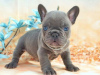 Photo №1. french bulldog - for sale in the city of Münster | negotiated | Announcement № 64583