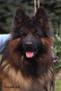 Additional photos: long haired german shepherds with FCI pedigree