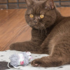 Photo №2 to announcement № 101796 for the sale of british shorthair - buy in Germany private announcement