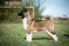 Photo №2 to announcement № 57268 for the sale of american akita - buy in Serbia private announcement