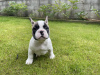 Photo №3. 4 French Bulldog Pup's. United States