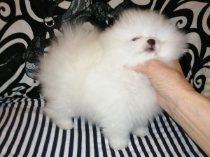 Photo №4. I will sell non-pedigree dogs in the city of St. Petersburg. from nursery - price - 725$