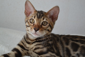 Photo №2 to announcement № 2092 for the sale of bengal cat - buy in Belarus breeder