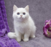 Photo №1. british shorthair - for sale in the city of Москва | 2000$ | Announcement № 27020