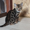 Photo №3. Top Quality Bengals Tica And GCCe registration. Finland