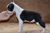 Photo №2 to announcement № 53419 for the sale of boston terrier - buy in Serbia breeder