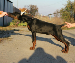 Photo №3. Doberman puppies Kennel!. Ukraine