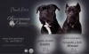 Photo №4. I will sell cane corso in the city of Olkusz. private announcement - price - 1774$