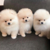 Photo №1. pomeranian - for sale in the city of Berlin | 400$ | Announcement № 38253