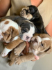 Additional photos: Cute English bulldog puppies available for sale