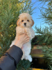 Photo №2 to announcement № 28899 for the sale of maltipu - buy in Russian Federation breeder