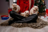 Photo №3. Pomeranian puppies of the highest pedigree. Serbia