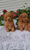 Additional photos: Toy Poodle puppies