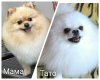Photo №2 to announcement № 13943 for the sale of pomeranian - buy in Ukraine breeder